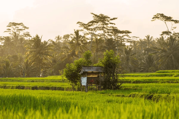 Background image 1