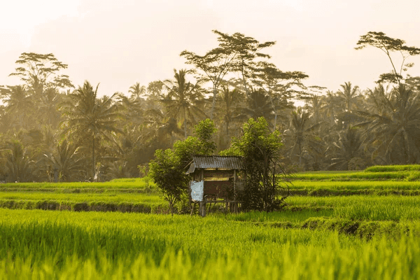 Background image 1