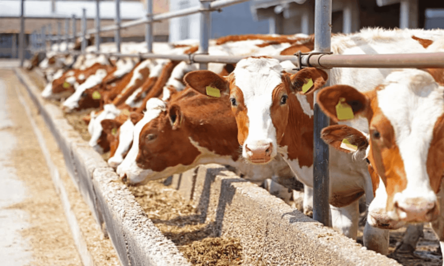 Agriculture Banner