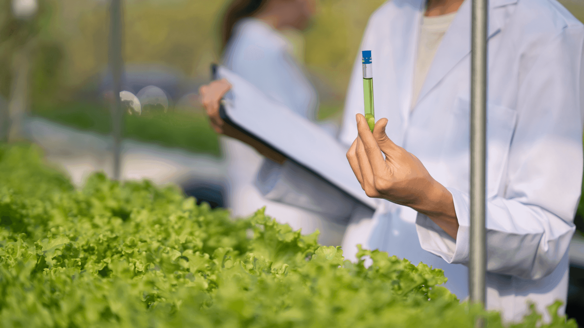 image of farmers and rice fields