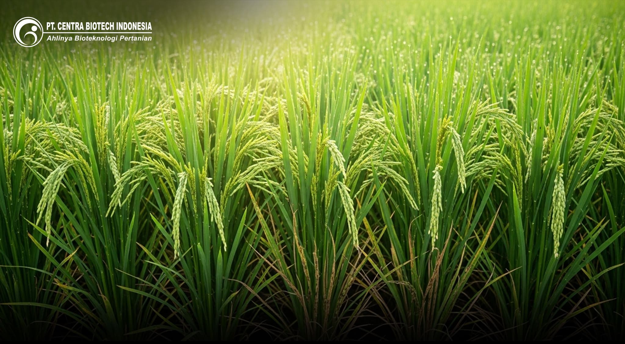 Terobosan Revolusioner dalam Pertanian Padi: Fungisida TRICO-Z WP dari PT Centra Biotech Indonesia Terbukti Efektif Melawan Hawar Pelepah!