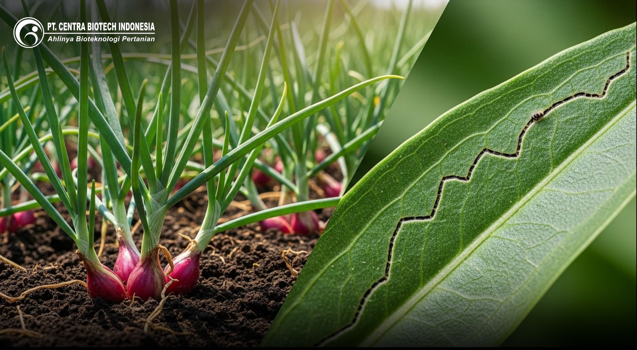 MASHITAM: Transformasi Pertanian Bawang Merah Indonesia – Solusi Pembenah Tanah Inovatif untuk Produktivitas dan Profitabilitas Optimal